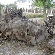 Корчевка, удаление пней деревьев фотография