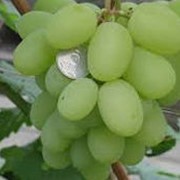 Виноград сорт “Богатяновский“ фото