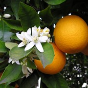 Эфирное масло апельсина горького фото