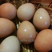Инкубационное яйцо Цесарки фото