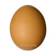 Яйцо С1 фотография