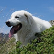 Овчарка Белая Итальянская - Мареммо-абруцкая с родословной фото