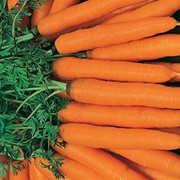 Семена моркови Перфекция