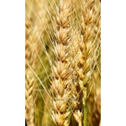 Семена пшеницы мягкой озимой, сорт Цефей фотография
