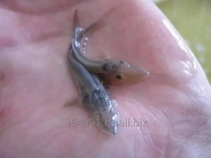 Купить Личинку Карпа В Ростовской Области