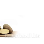 Картофель семенной Рагнеда первой репродукции фотография