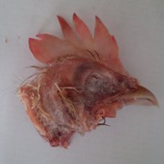 Головы и ноги куриные замороженные оптом, замороженная курятина фото
