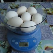 Инкубационное яйцо Пушкинской породы кур фото