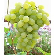 Черенки винограда Мускат благородный, оптом фото