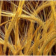 Продаем зерновые культуры: пшеница, рожь, кукурузу, овес, просо, пшено рис, сою, рапс, подсолнечник.