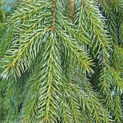 Ель обыкновенная Picea abies Formánek Привитый в Р9