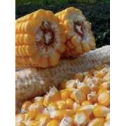 Семена гибрида кукурузы П8659 / P8659 (новый) ФАО 290