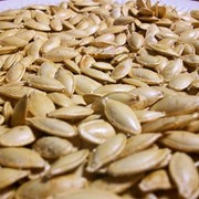 Семена тыквы фото