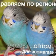 Волнистые попугаи фото