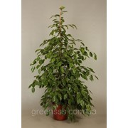 Фикус Бенджамина Golden King -- Ficus benjamina Golden King фото