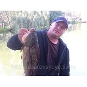Лазаревское, рыбалка, фото, видео. Белый амур и зеркальный карп. фото