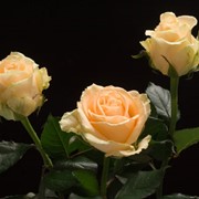 Розы “Пич Аваланж“ фото