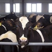 Технологии по молочному животноводству