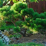 Сосна черная Нана (Pinus nigra 'Nana') фото