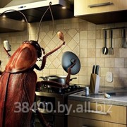 Уничтожение ос фото