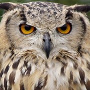 Услуги юридических консультаций фото