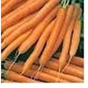 Семена моркови Лидия