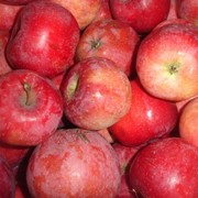 Яблоки Florina фото