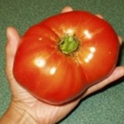 Семена томата высокорослого Русский размер фото