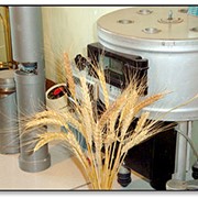Переработка пшеницы фото