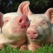 Премикс 2% для откорма свиней весом 30-110 кг