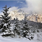 Картина Тянь-Шаньская ель зимой фото