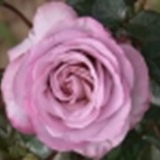 Чайно-гибридная Роза “Бойфренд“ фото