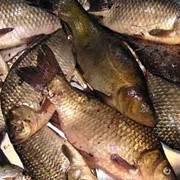 Сохранность рыбы фото