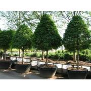 Дизайн посадки и несущих структур фото