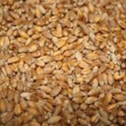 Пшеница фуражная на экспорт в Казахстане фото