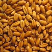 Зерна пшеницы в Молдове фото