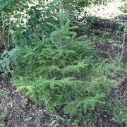 Ель аянская Picea ajanensis фото