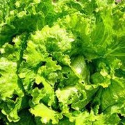 Лиственные овощи, Салат зеленый фото