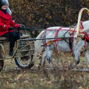 Катание на пони в двуколке