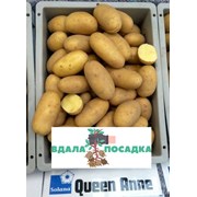 Продам насінневу картоплю Королева Анна фото