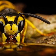 Мед пчелиный Кариандр фото