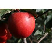 Предлагаем яблоки летних сортов фотография