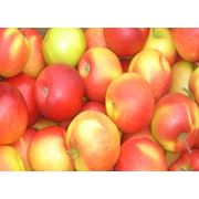 Яблоки Джонагоред на экспорт фотография