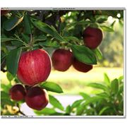 Предлагаем яблоки экологические.