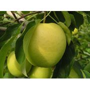 Яблоки Голден на экспорт из Молдовы фотография