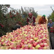Продам яблоки Дискавери в Молдове
