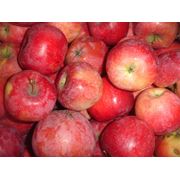 Яблочки в Молдове фото