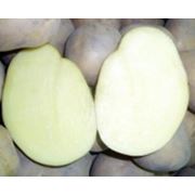 Картофель оптом из Молдавии фото