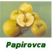 Яблоки Papirovka фото