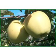 Яблоки “Ionatan“ фото